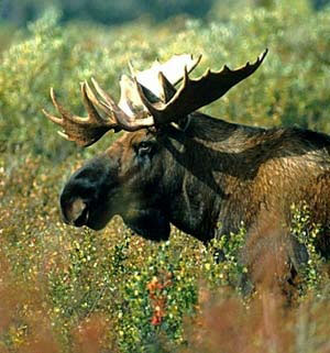 Moose